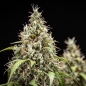 Preview: Blue Gelato Photo (Photoperiodic Indica)